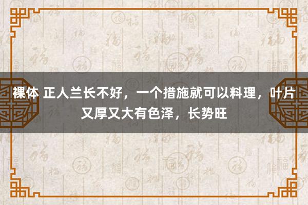 裸体 正人兰长不好，一个措施就可以料理，叶片又厚又大有色泽，长势旺